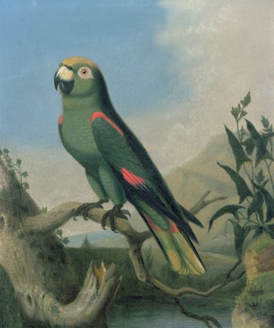 A Green Parrot on a Branch by English School